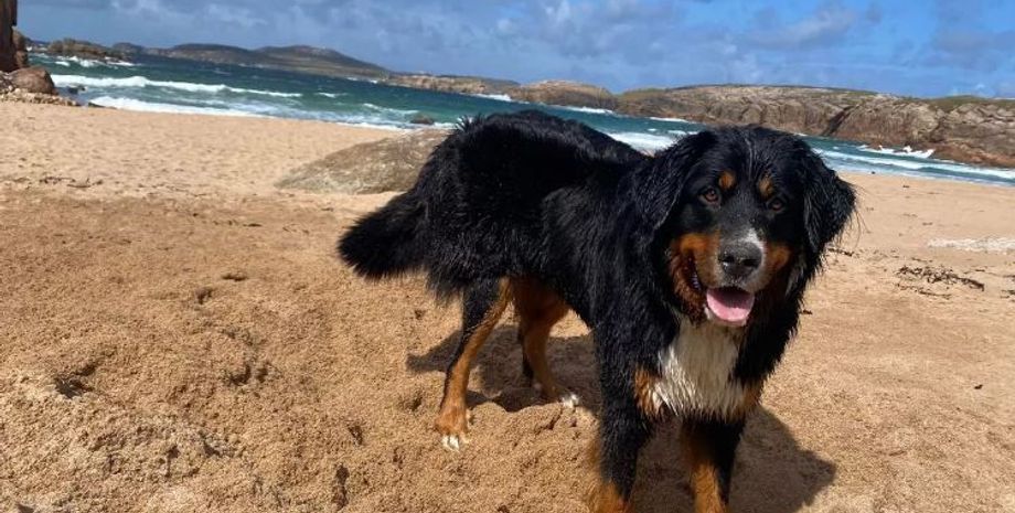 Зникнення собаки, Малі, пошуки тварин, які пропали безвісти, курйози, нещасний випадок