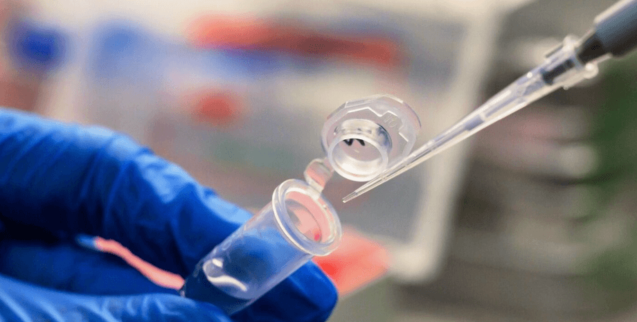 днк. идентификация