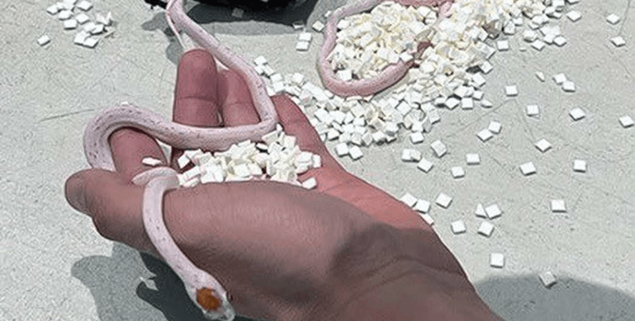 Мужчина спрятал змей в штанах, розовые змеи, курьезы, рептилии, пытался пронести в штанах, змеи в штанах, аэропорт, попасть на самолет