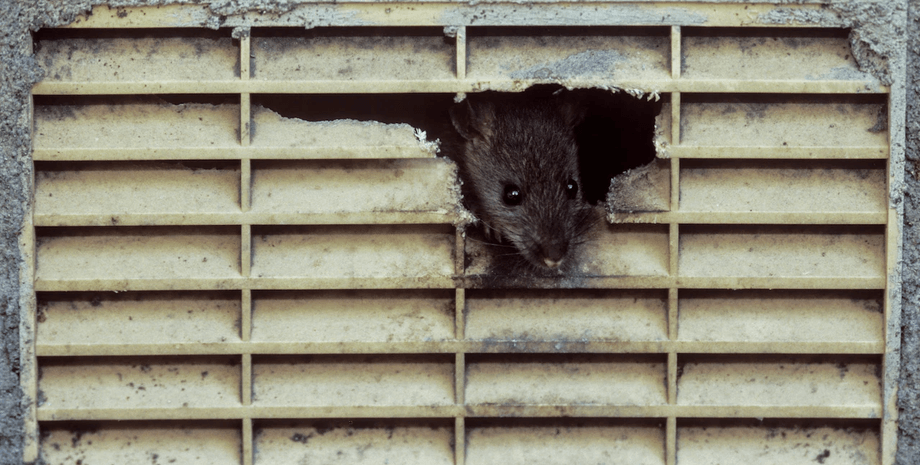 крысы, где живут крысы