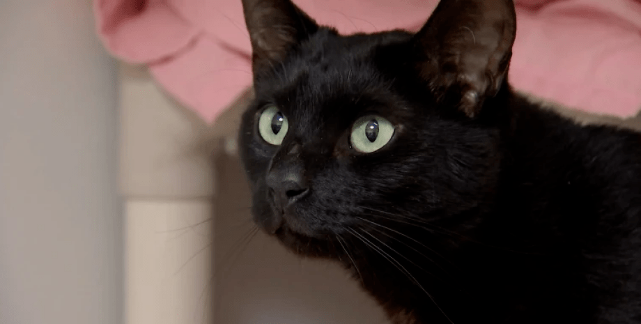 Кіт, чорний кіт, тварини, Блуберрі, знайшли в іншому місті, зник 5 років тому, домашня тварина, ветеринар, курйози
