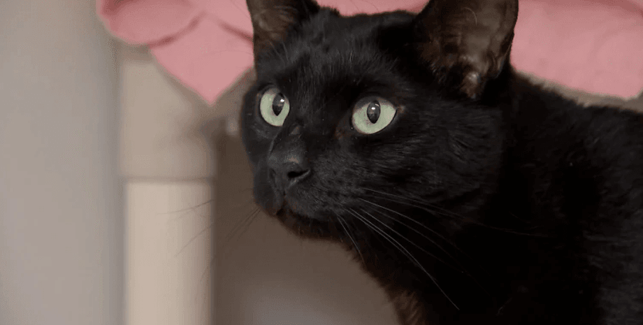 Пара всиновила котика, та швидко зрозуміла, що щось коїться неладне