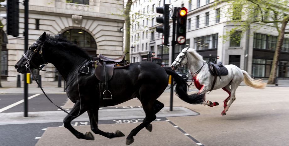 лошади, центр Лондона