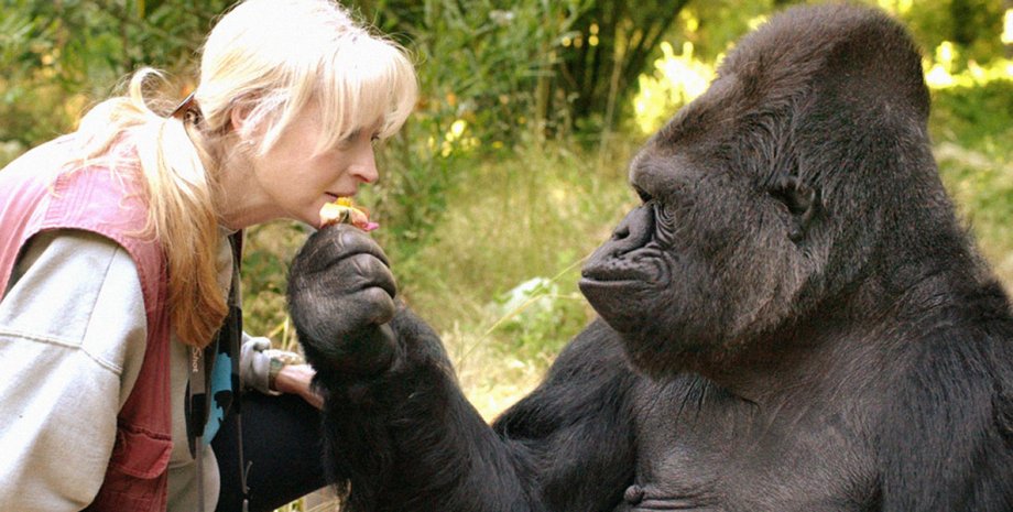 Горилла Коко / Фото: The Gorilla Foundation