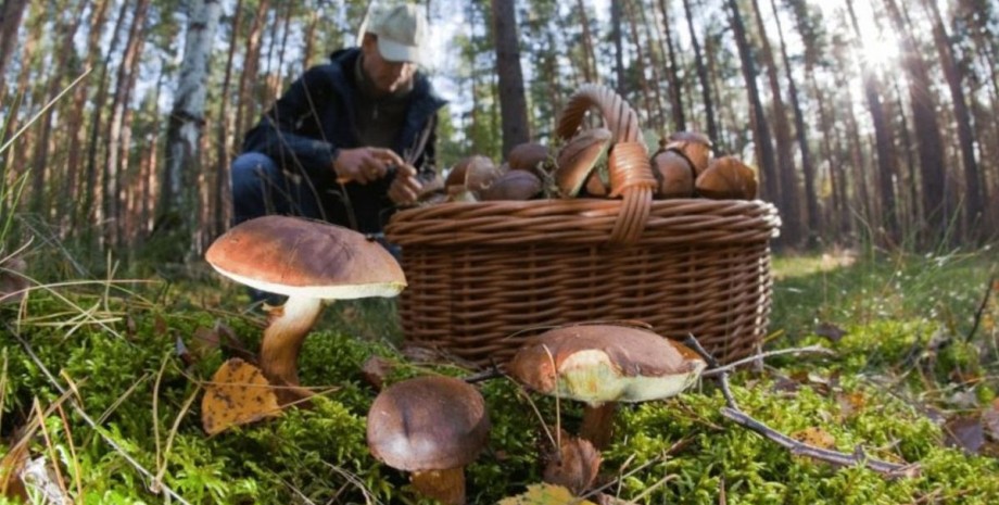 Збір грибів у лісі гриби, грибник, кошик, ліс