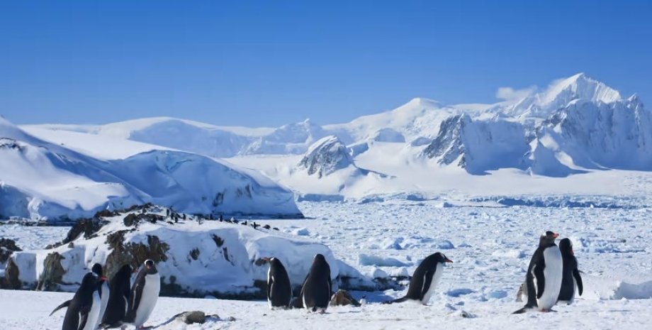 пингвины, лед, антарктида