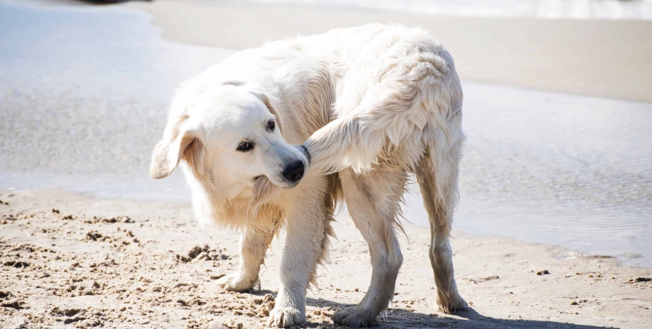собака, пляж, вода, фото
