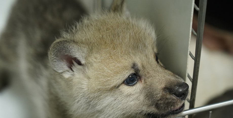 Успешное клонирование волчицы