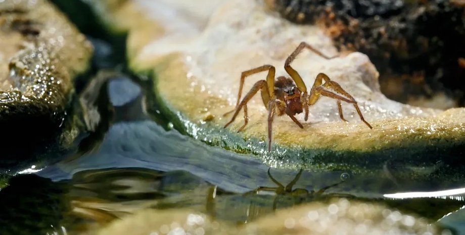 пауки-волки, пауки, исландия