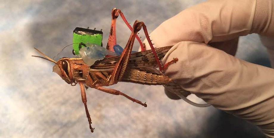 Фото: Baranidharan Raman/Washington University in St. Louis