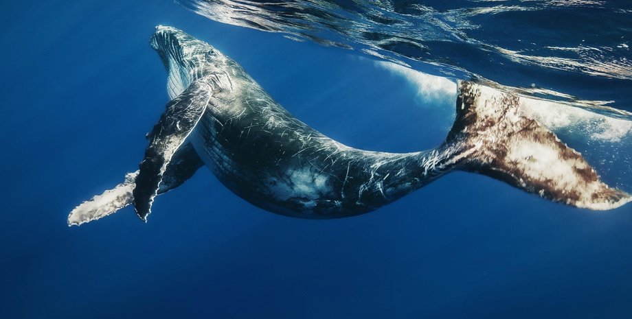 финвал, киты, океаны, песни