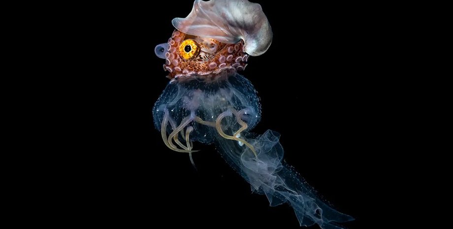 паперовий наутилус, медуза, медуза і наутилус