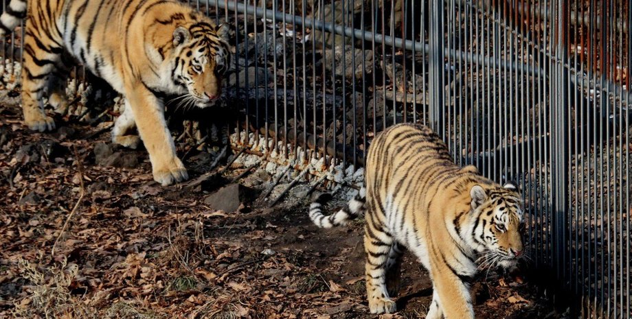 тигры. зоопарк, побег