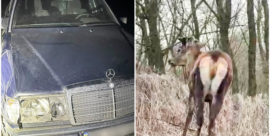 Поліція знайшла водійку, яка збила оленя та залишила місце ДТП