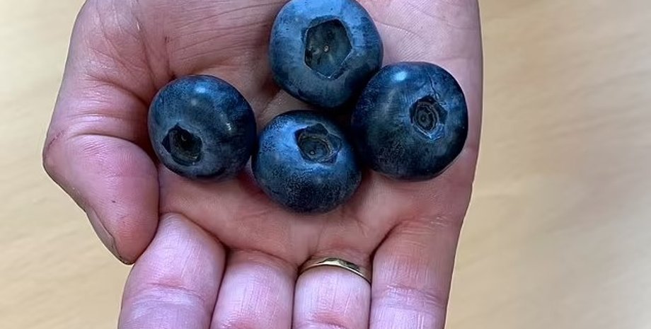 голубика, сорт голубика, новый сорт голубика