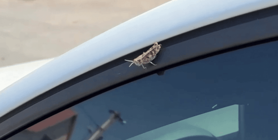 саранча, саранча в Полтаве, нашествие саранчи