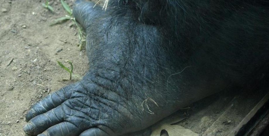 Стопа гориллы. Фото: age of mammals