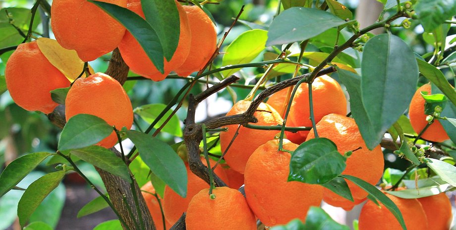 апельсин, апельсиновое дерево, апельсиновый сок