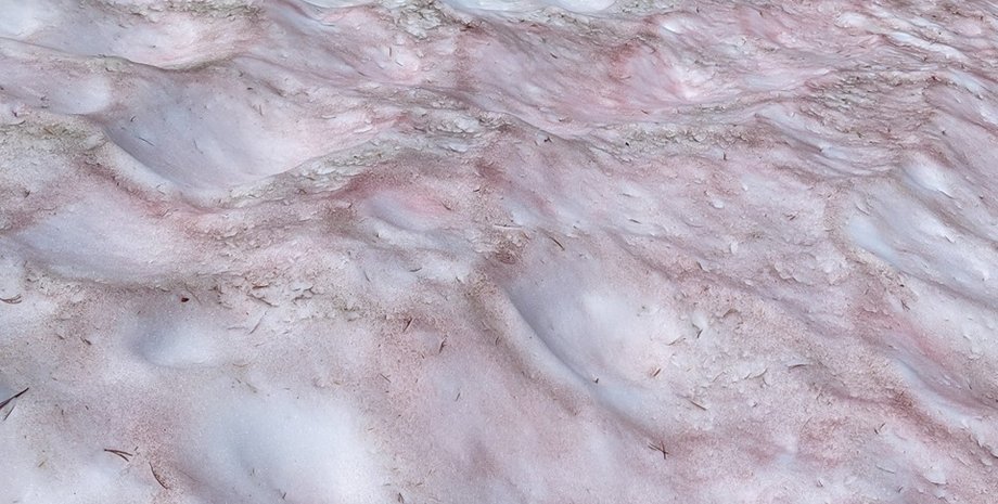 Фото: facebook.com/YosemiteNPS