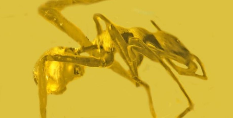 паук-муравей