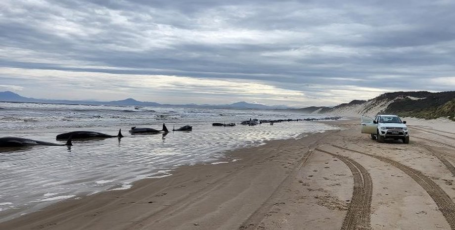 Викинуті на берег кити в Австралії