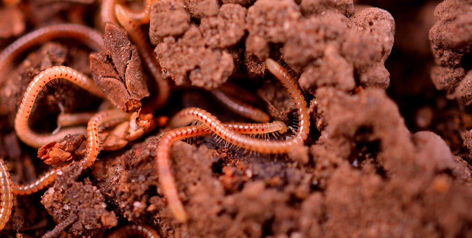 черв'яки, дощові черв'яки