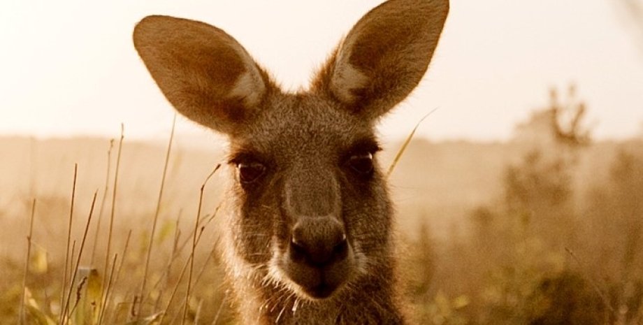 Сумчатые выбрали иной путь развития сумчатые, эволюция сумчатых, сумчатые размножение