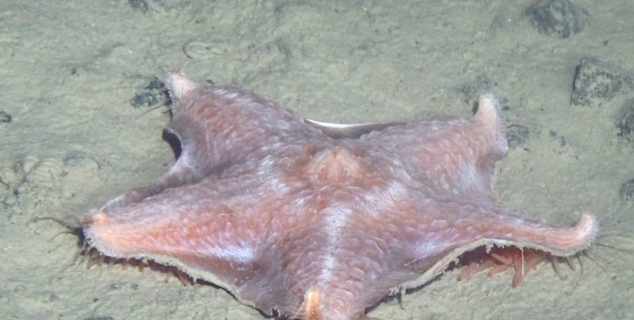 морская звезда, строение морской звезды