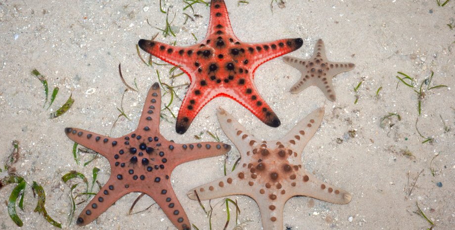 Звезды, дно, скелет, прочность, известняк