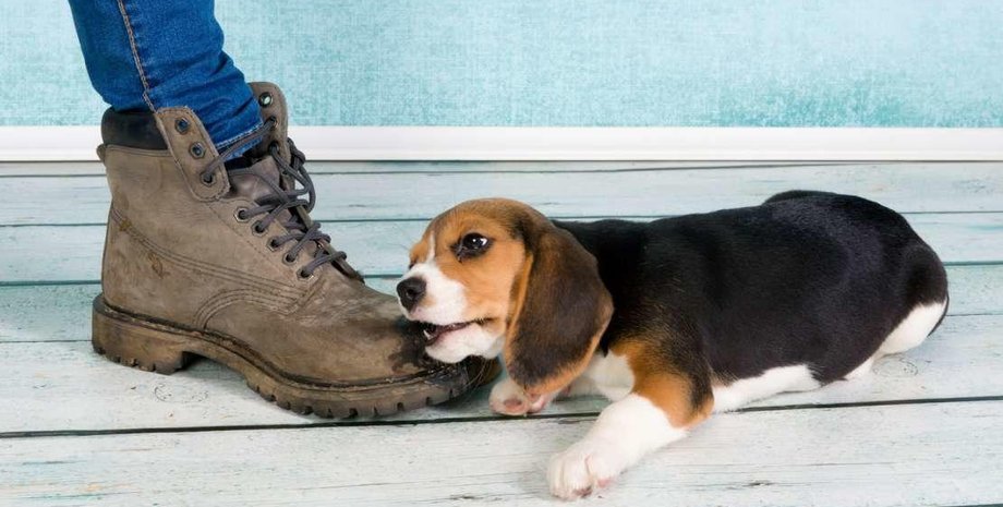 Собака, порода собак, эксперт