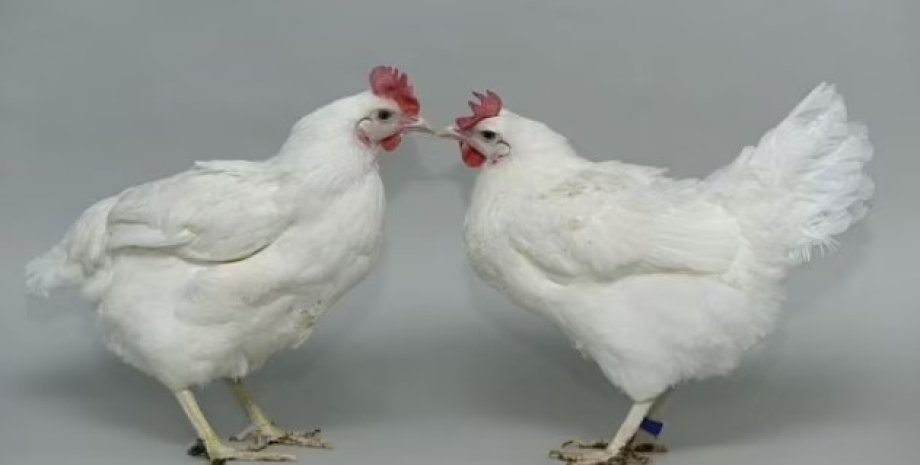 кури, курчата, редагування генів