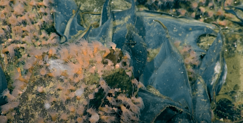 вулкан, яйця, білий скат