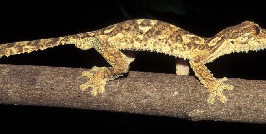 геккон, новый вид геккон, листохвостый геккон
