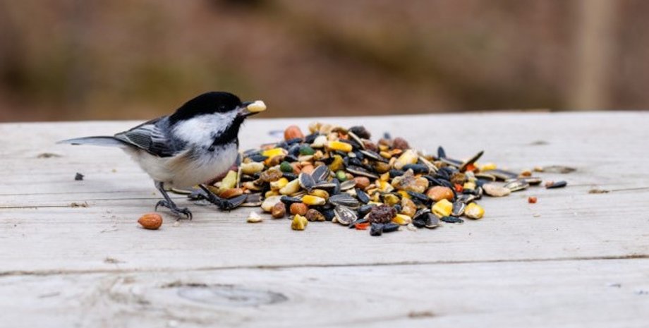 синицы, синицы память, память синиц