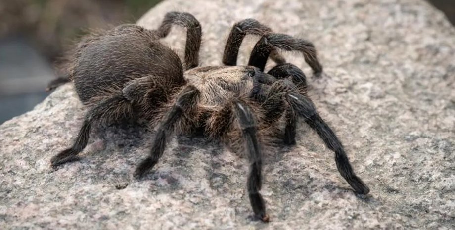 Тарантул, павук