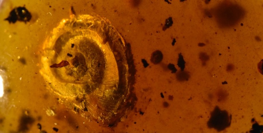 Улитка, наука, палеонтология