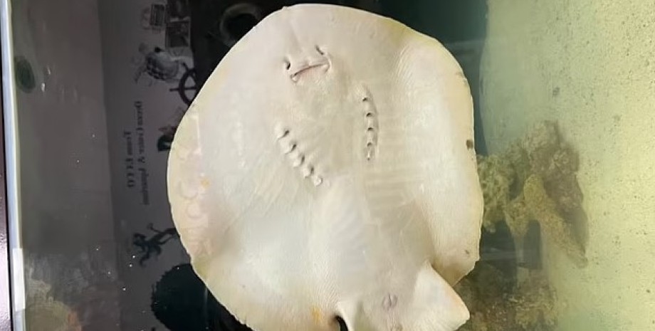 Рождения детенышей Шарлотты ожидали еще несколько месяцев назад скат, скат шарлотта