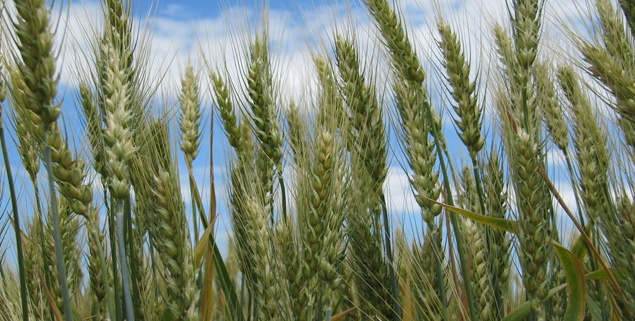 Фото: grain.in.ua