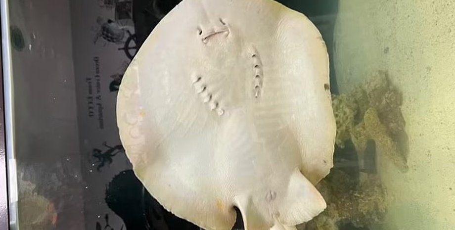 скат, скат шарлотта