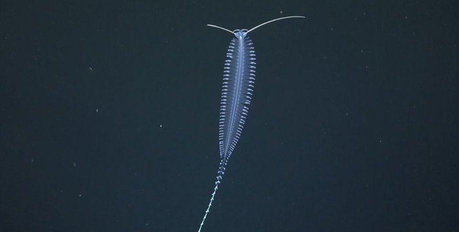 морський черв'як, глибоководний черв'як, черв'як в океані