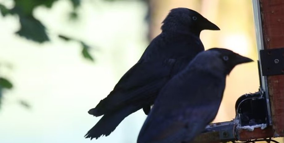 птицы, галки, галки птицы