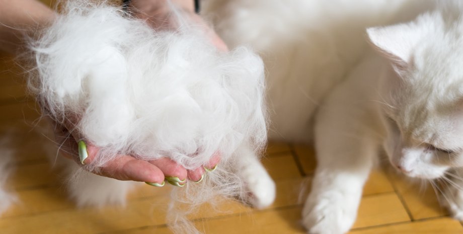 линька, кошки