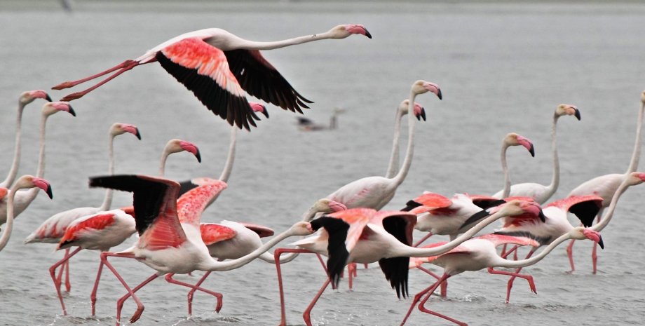 фламинго замедленное старение фламинго старение