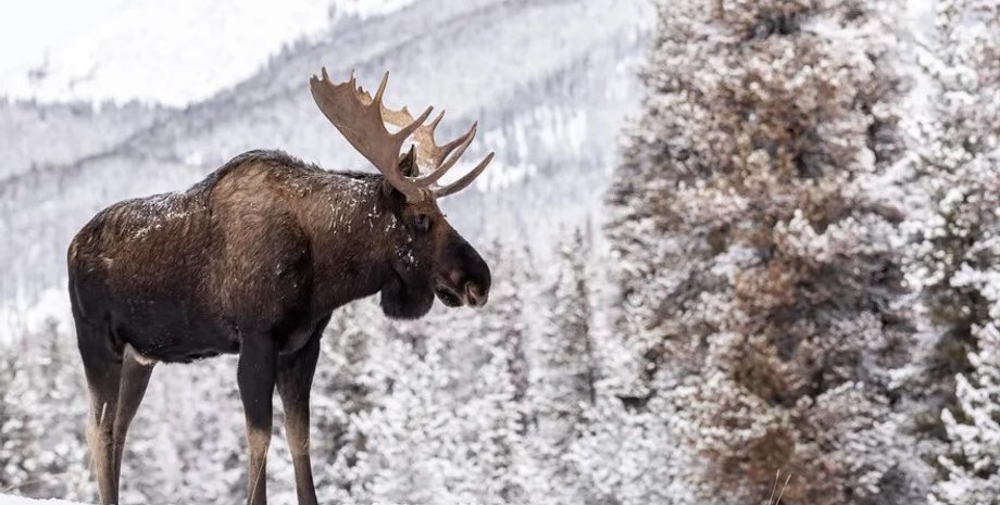 лоси, лоси ищут соль, лоси облизывают авто