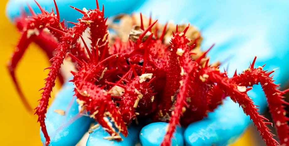 Fraser Johnston / CSIRO