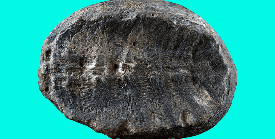 черепаха, скам’янілість, палеонтологія, історія, вчені, рослини, камінь, панцир, кістки, дослідники, наука, священник, хребець