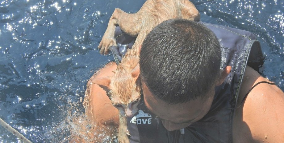 коты, таиланд, военные моряки