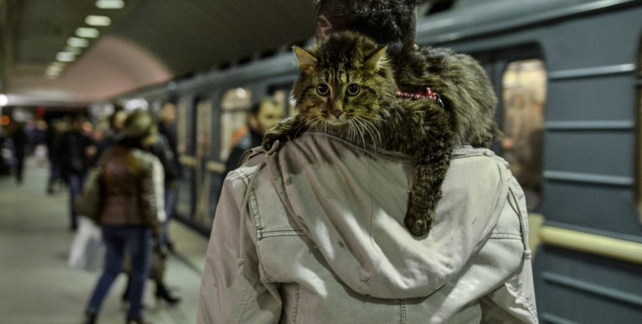 кот в метро