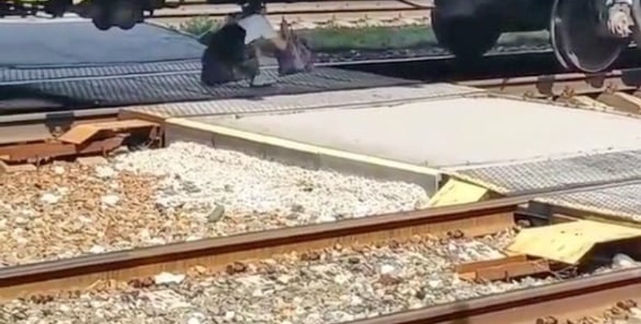 Люди під поїздом