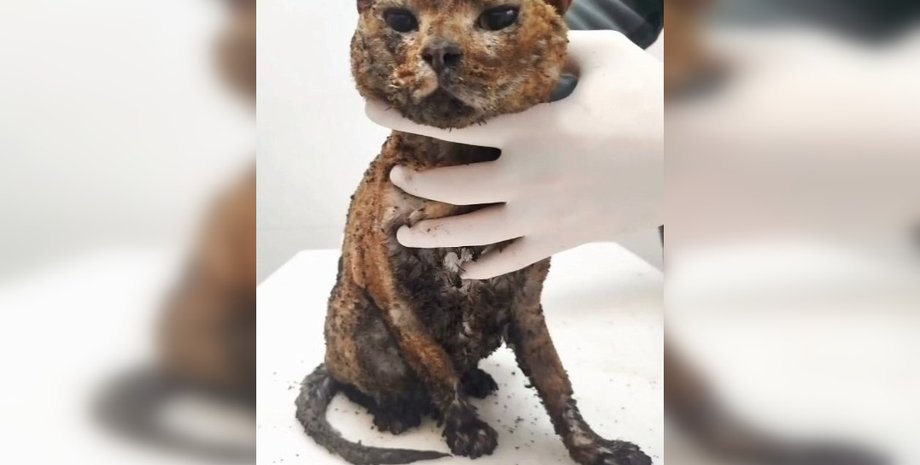 пострадавший кот 7 мая, зооволонтеры кот, зооволонтеры гибель 7 мая, Киев 7 мая погибшие, Киев обстрел РФ жертвы, атака РФ на Киев пострадавшие